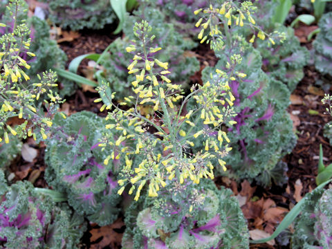 Brassica oleracea var. acephala