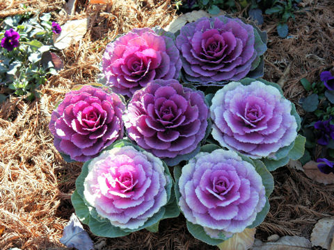 Brassica oleracea var. acephala