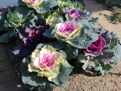 Brassica oleracea var. acephala