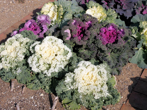 Brassica oleracea var. acephala