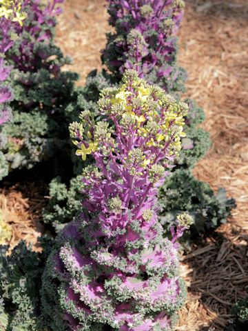 Brassica oleracea var. acephala