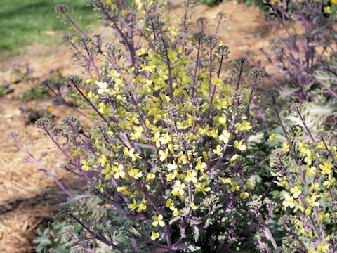 Brassica oleracea var. acephala