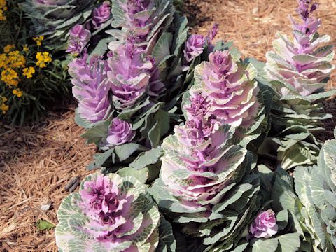 Brassica oleracea var. acephala