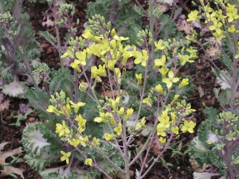 Brassica oleracea var. acephala