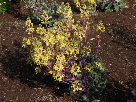 Brassica oleracea var. acephala