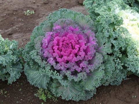 Brassica oleracea var. acephala