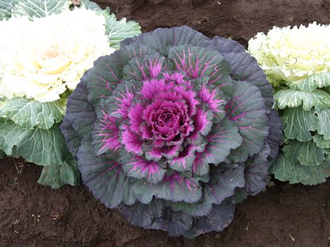 Brassica oleracea var. acephala