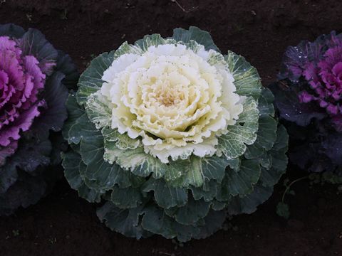 Brassica oleracea var. acephala