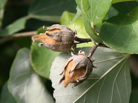 Hibiscus hamabo