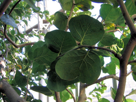 Coccoloba uvifera