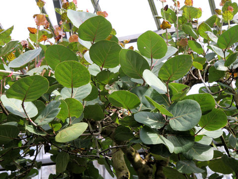 Coccoloba uvifera