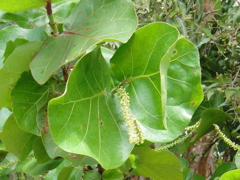 Coccoloba uvifera