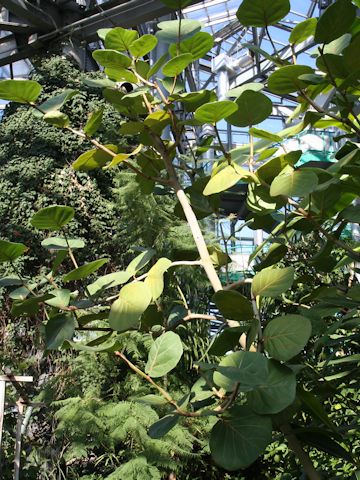 Coccoloba uvifera