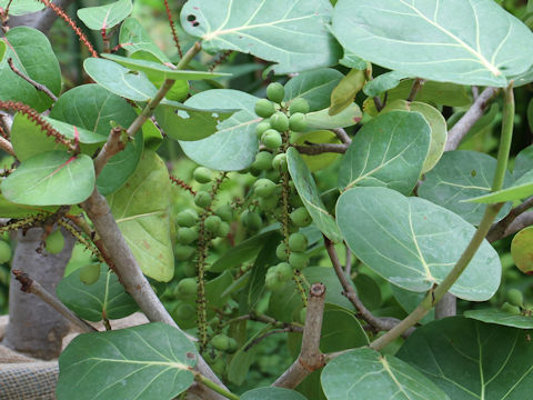 Coccoloba uvifera