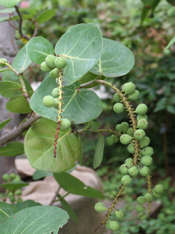 Coccoloba uvifera