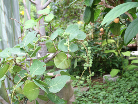 Coccoloba uvifera