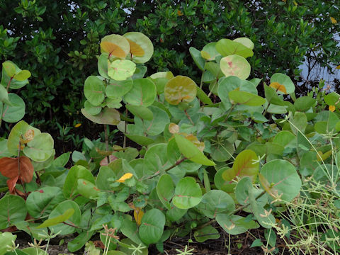 Coccoloba uvifera