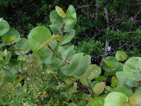 Coccoloba uvifera