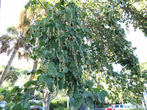 Coccoloba uvifera