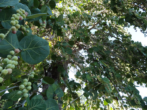 Coccoloba uvifera