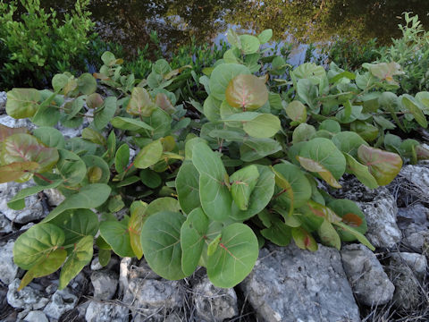 Coccoloba uvifera