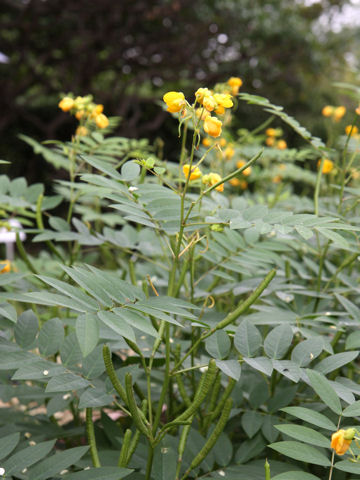 Cassia occidentalis