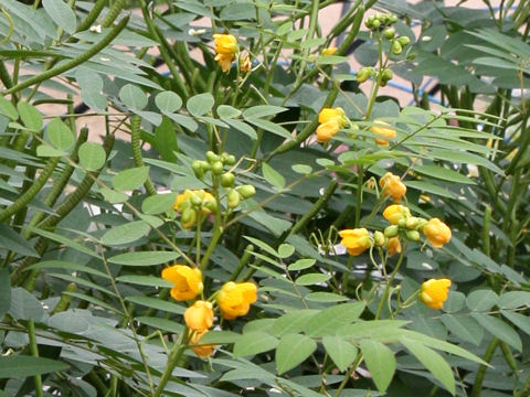 Cassia occidentalis