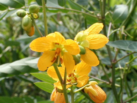 Cassia occidentalis