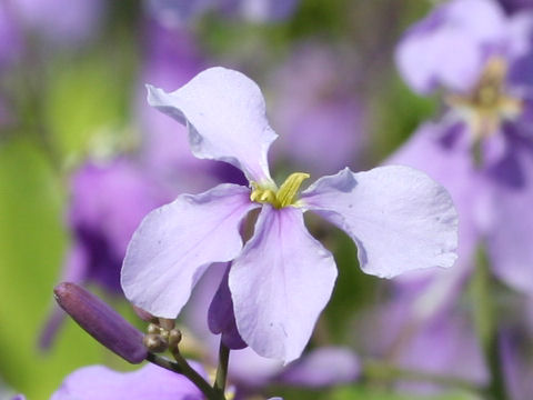 Orychophragmus violaceus