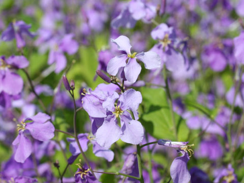 Orychophragmus violaceus