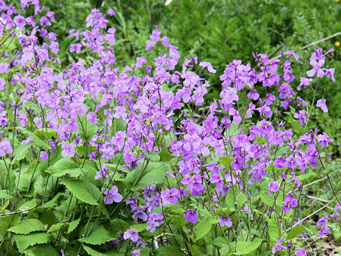 Orychophragmus violaceus