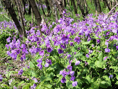 Orychophragmus violaceus