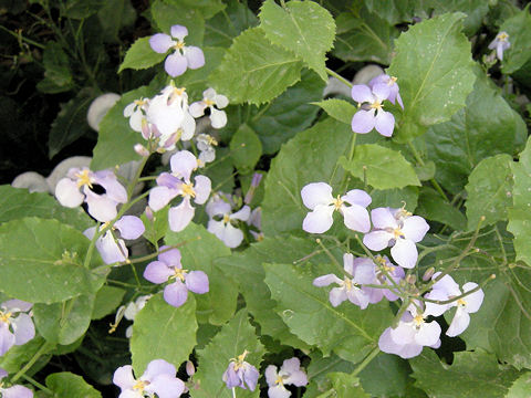 Orychophragmus violaceus