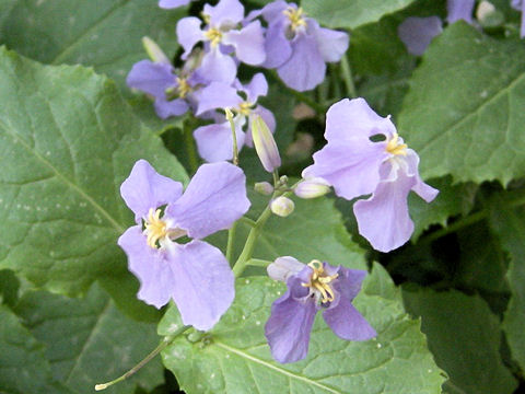 Orychophragmus violaceus