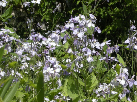 Orychophragmus violaceus