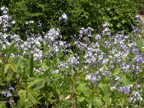 Orychophragmus violaceus