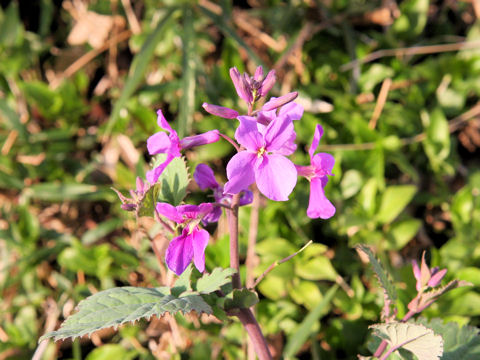 Orychophragmus violaceus