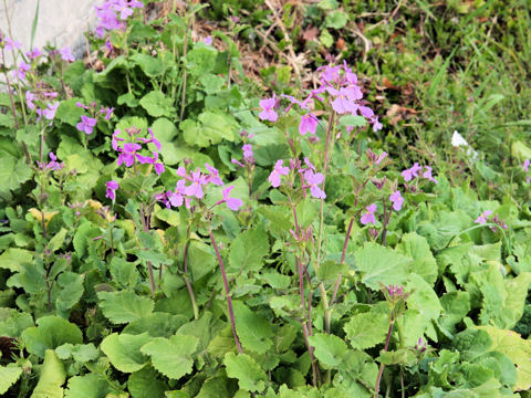 Orychophragmus violaceus