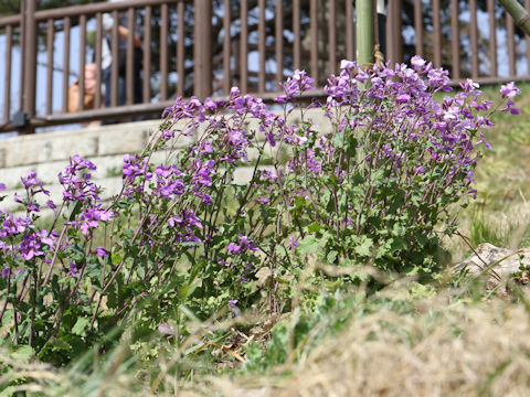 Orychophragmus violaceus