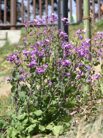 Orychophragmus violaceus