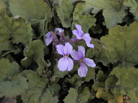 Orychophragmus violaceus