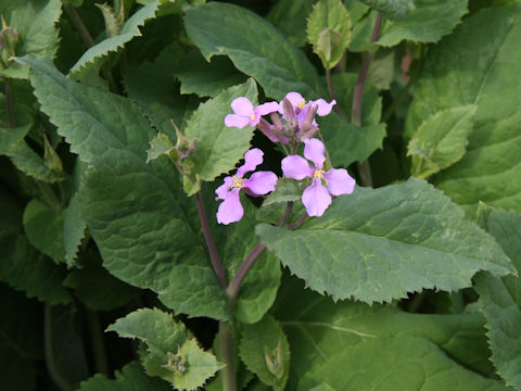 Orychophragmus violaceus