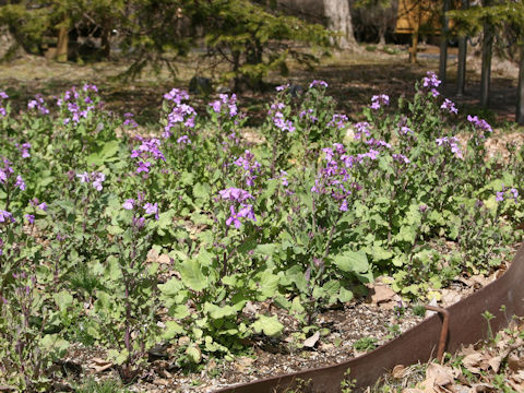 Orychophragmus violaceus