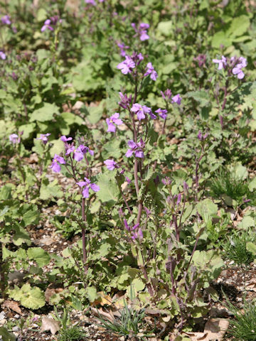 Orychophragmus violaceus