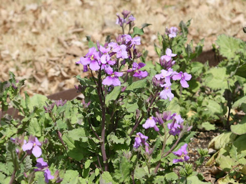 Orychophragmus violaceus