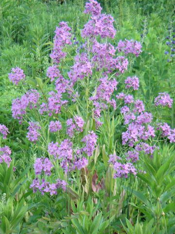 Hesperis matronalis