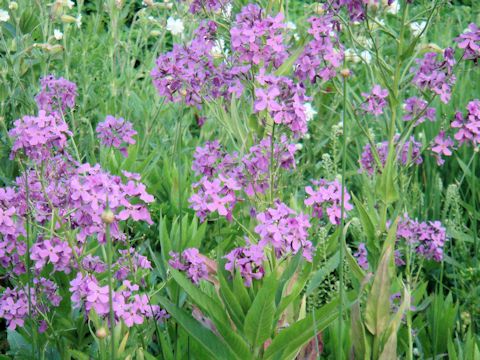 Hesperis matronalis