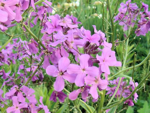 Hesperis matronalis