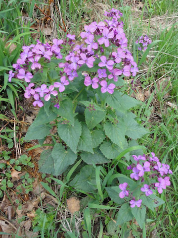 Hesperis matronalis