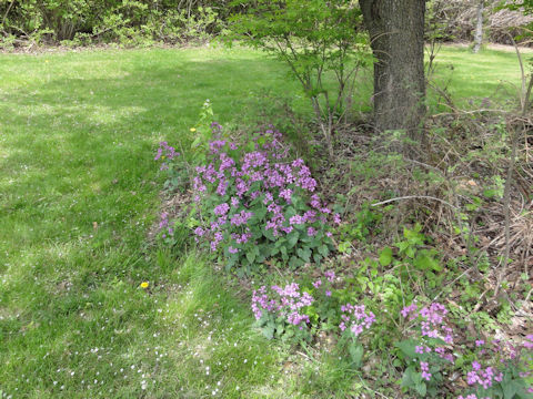 Hesperis matronalis